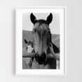 thumbnail image 1 of New Friend - Springville California Photography Horse Black and White Animal Farm Portrait Rustic Rural White Framed Wall Art Print 5 x 7 inches, 1 of 3