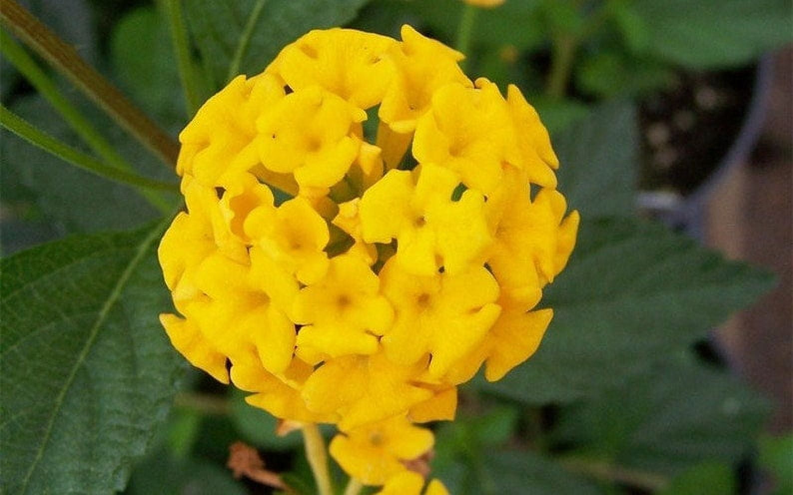 New Gold Lantana Camara Flowers Two 2 Live Plants-Natural Mosquito Repellant Garden -Attract Hummingbirds & Butterflies -Each in 4 inch Pots