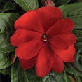 thumbnail image 1 of New Guinea Florific Red Garden Impatiens Flower Seeds - 50 Seeds, 1 of 5