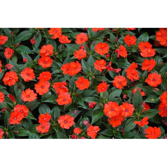 New Guinea ImpatiensSol Luna OrangeVibrant blooms for shade 5" Pot (Pack of 4)