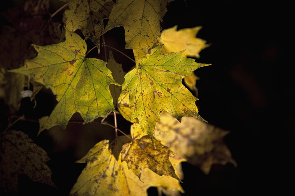 New Hampshire White Mountains Sun Lit Foliage Canvas Art - Jenna Szerlag Design Pics (19 x 12)