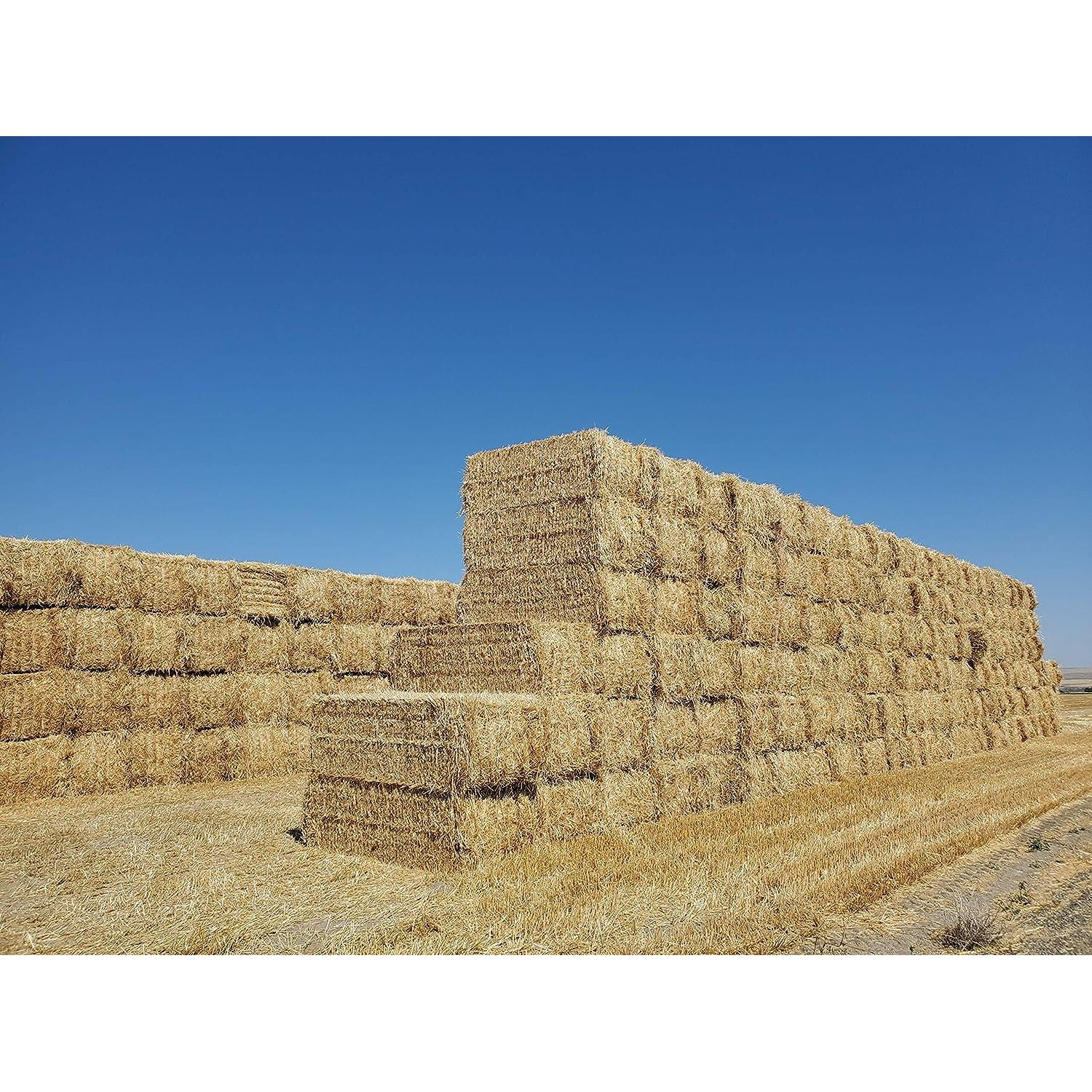 (New Harvest) Premium 100 Natural Wheat Straw Grass Harvested 2022