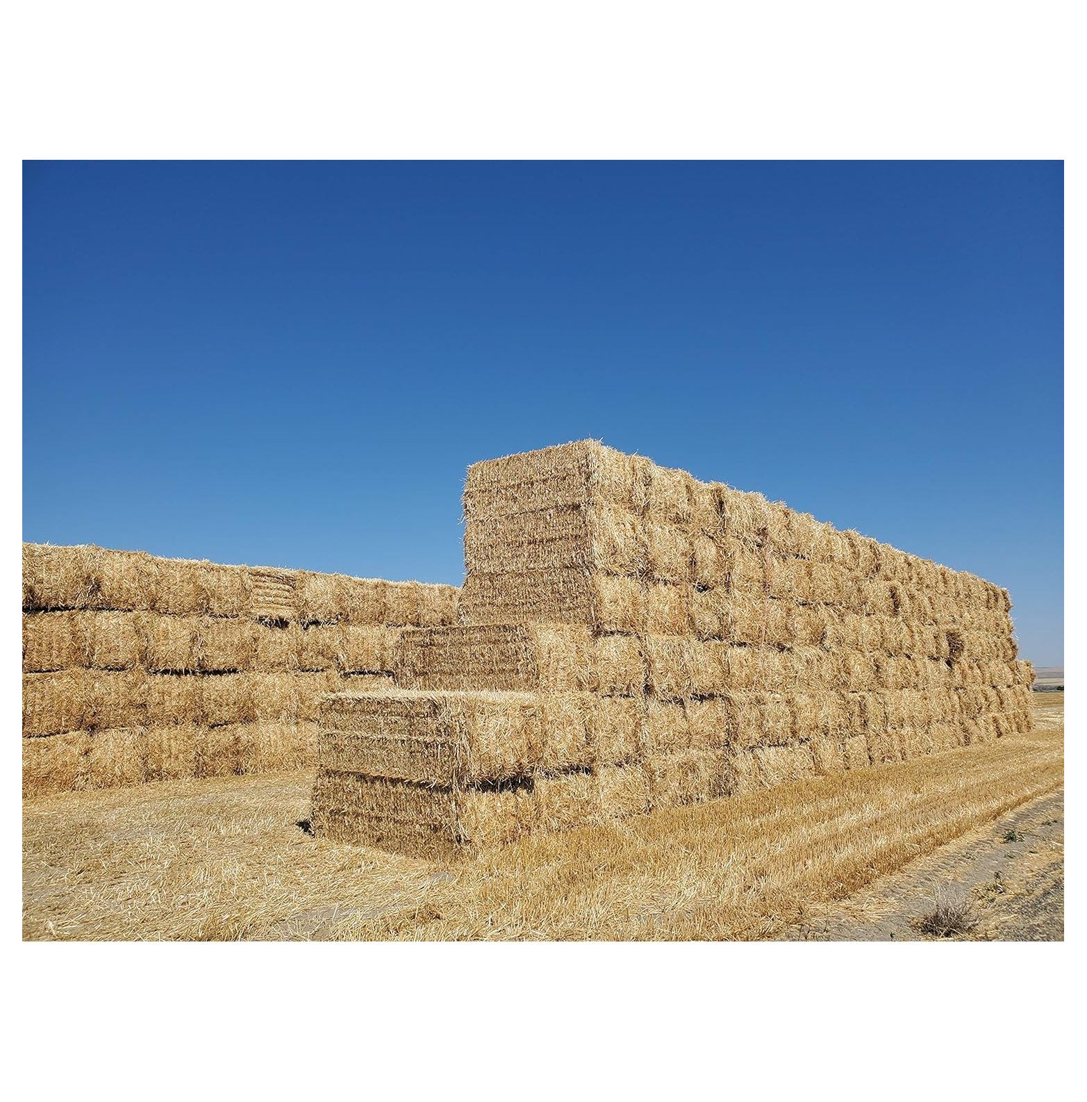 (New Harvest) Premium 100 Natural Wheat Straw Grass Harvested 2022, Farmer Direct Excellent