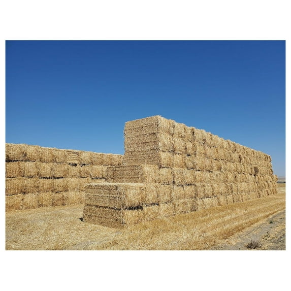 (New Harvest) Premium 100% Natural Wheat Straw Grass Harvested 2022, Farmer Direct- Excellent Animal Bedding, Garden Cover, Mulch and Farm Wheat Straw 5lbs. Straw Shipped