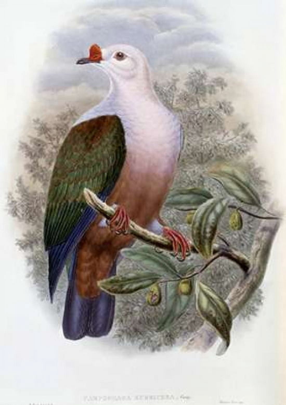 New-Ireland Fruit-Pigeon Canvas Art - John Glover (20 x 28)
