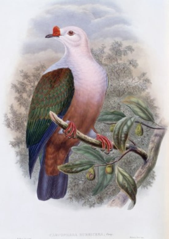 New-Ireland Fruit-pigeon John Gould (1804-1881 British) Canvas Art - John Gould (18 x 24)
