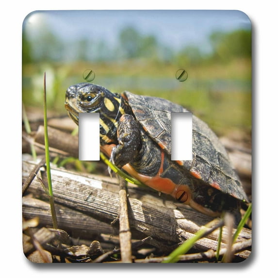 3dRose, New Jersey, Bedminster, Eastern Painted Turtle - US31 JGL0036 - Jim Gilbert, double toggle switch