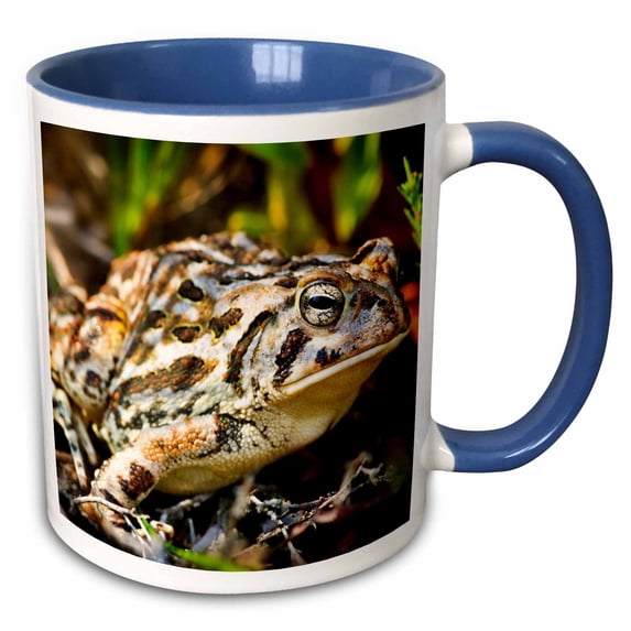 3drose, New Jersey, Fowlers Toad - Us31 Jgl0011 - Jim Gilbert, 11oz Two-tone Blue Mug
