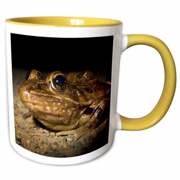 3drose, New Jersey, Great Swamp Nwr. Southern Leopard Frog - Us31 Jgl0034 - Jim Gilbert, 15oz Two-tone Yellow Mug