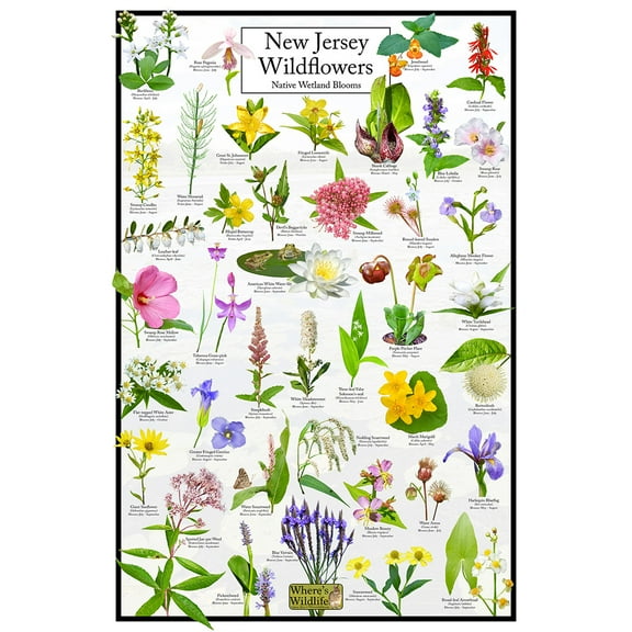 New Jersey Wildflowers Poster - Native Wetland Blooms - Educational Science Chart of Arkansas Flowers