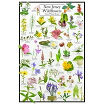 New Jersey Wildflowers Poster - Native Wetland Blooms - Educational Science Chart of Arkansas Flowers