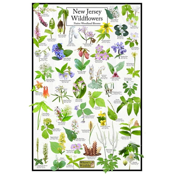 New Jersey Wildflowers Poster - Native Woodland Blooms - Educational Science Chart of New Jersey Flowers