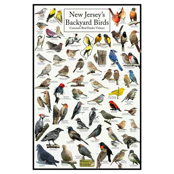 New Jersey's Backyard Birds Poster - New Jersey Bird Chart Highlighting Birds At Your Bird Feeder