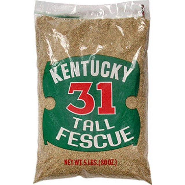 New Ky31 Tall Fescue 5 LB 100 Kentucky31 Tall Fescue Grass Seed