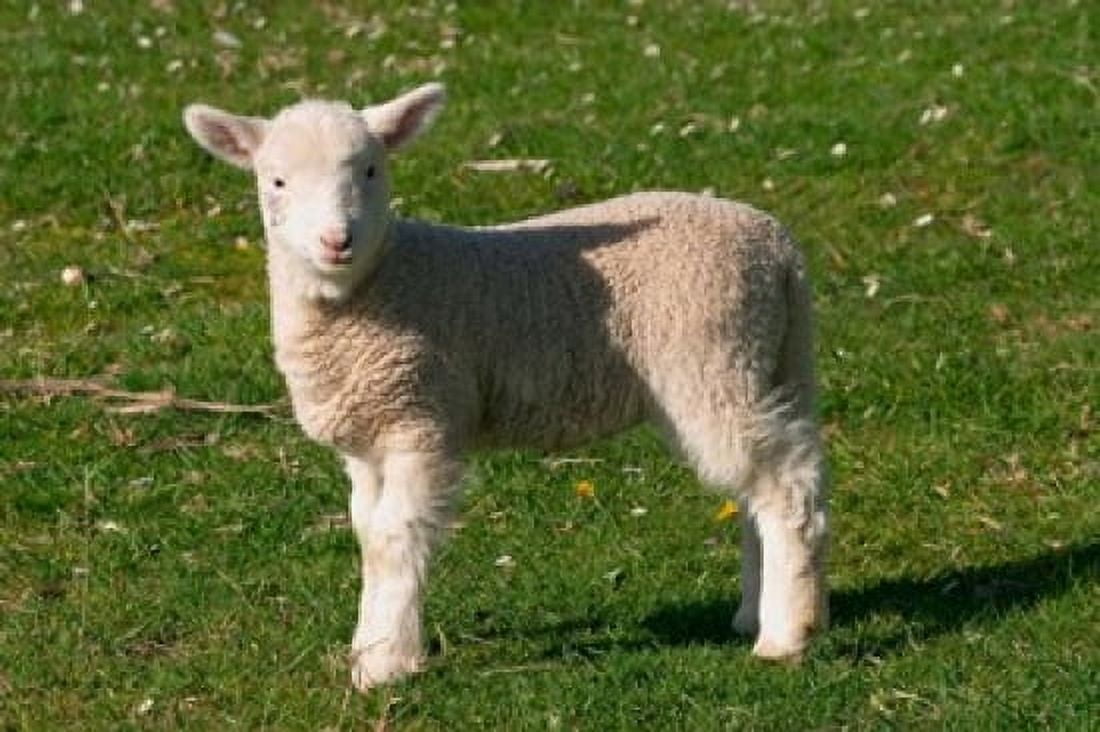 New Lamb South Island New Zealand Canvas Art - David Wall DanitaDelimont (26 x 17)