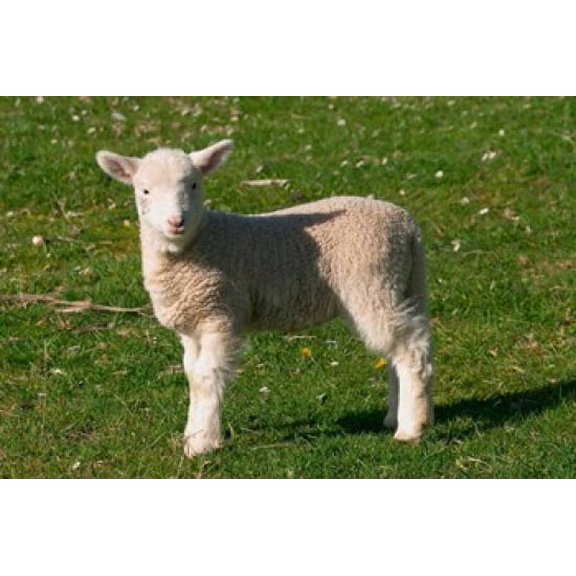 New Lamb South Island New Zealand Canvas Art - David Wall DanitaDelimont (26 x 17)