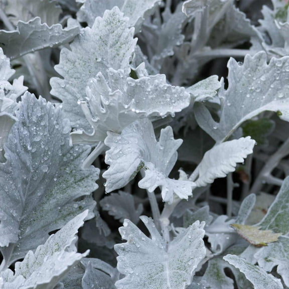 New Look Dusty Miller House Plant Seeds - 1000 Seeds - Annual Ornamental Decorative Garden Plant Seeds - Senecio cineraria