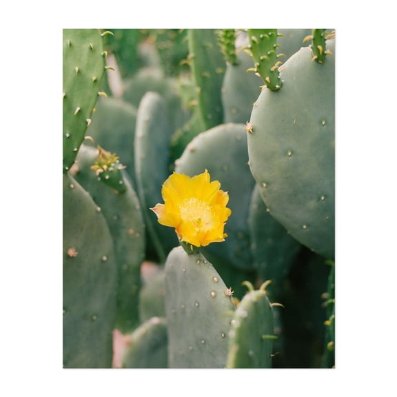 New Mexico Cactus II - Albuquerque New Mexico Photography Cactus Botanical Desert Nature Floral Garden Summer Unframed Wall Art Print 20 x 24 inches