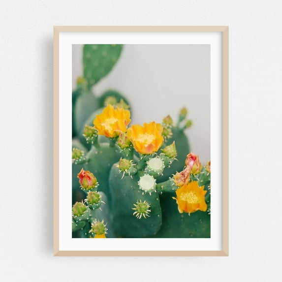 New Mexico Cactus III - Albuquerque New Mexico Photography Cactus Flowers Botanical Nature Desert Floral Garden Oak Framed Wall Art Print 16 x 24 inches