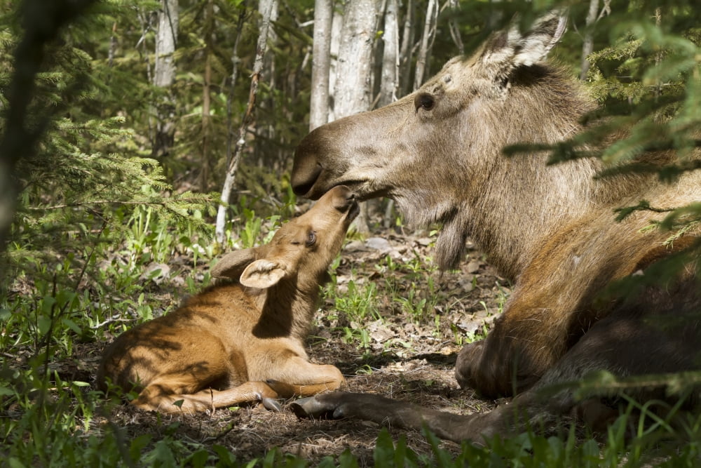 A New Moose Calf Nuzzles Her Mom As They Lay In The Woods Near Cheney Lake Anchorage Southcentral Alaska Spring Canvas Art - Doug Lindstrand Design Pics (17 x 11)