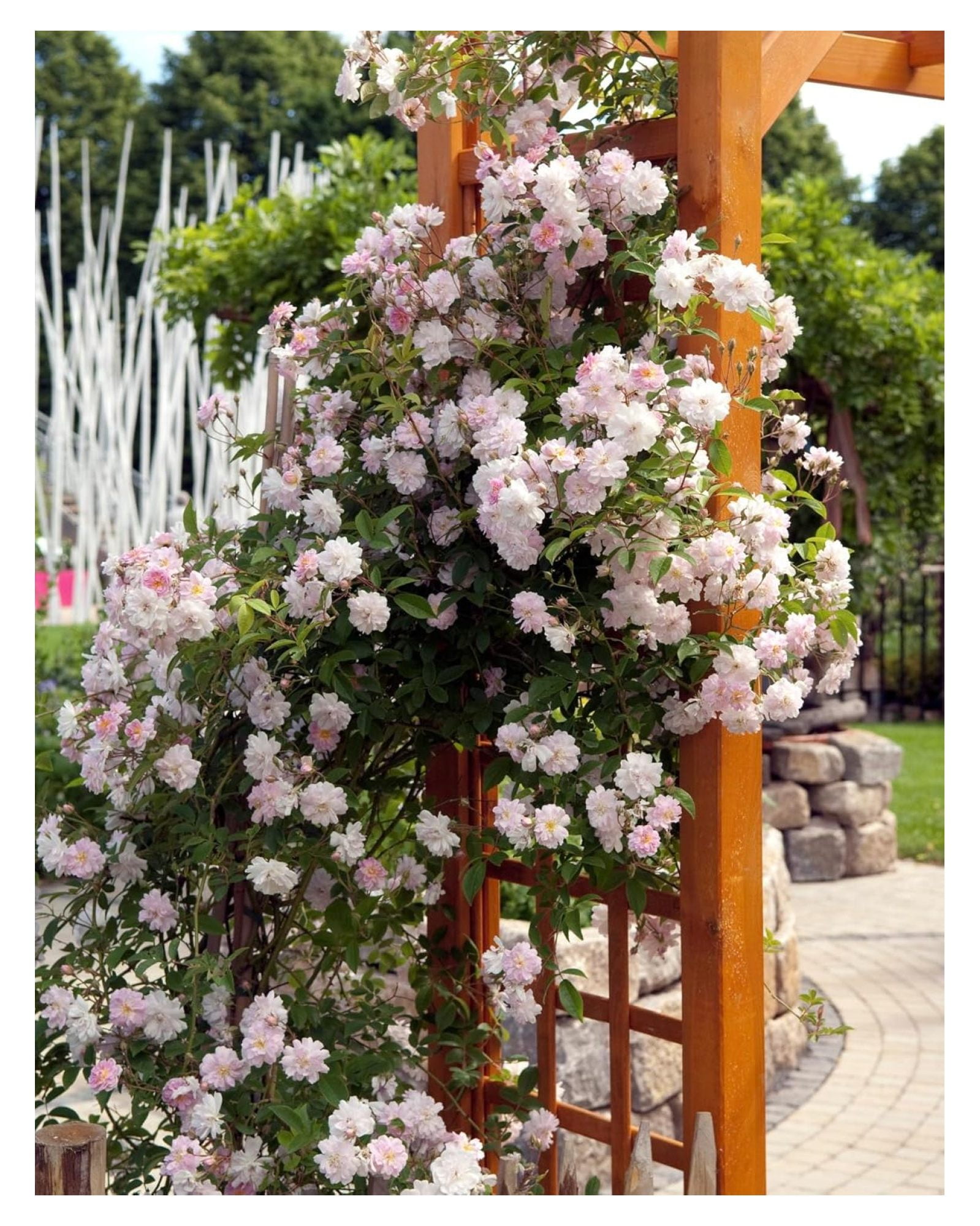 New Rose Climbing Live Starter Plant, Fragrant Climbing Rose for