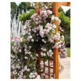 New Rose Climbing Live Starter Plant, Fragrant Climbing Rose for