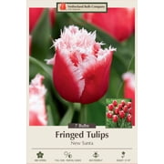 New Santa Fringed Tulip 7 Bulbs - 12/+ cm Bulbs - Red / White Fringe