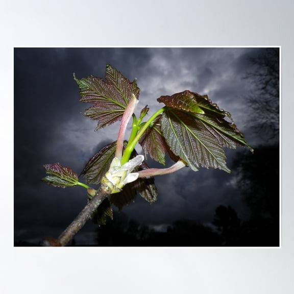 New Sycamore Leaves And Stormy Spring Sky Poster Wall Art, Modern Wall Decor, 8x12 UNFRAMED