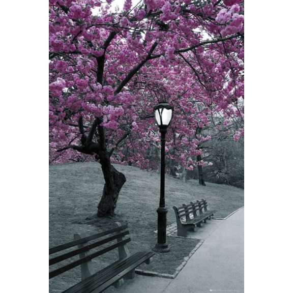 New York City Central Park Blossom Poster (24 X 36)