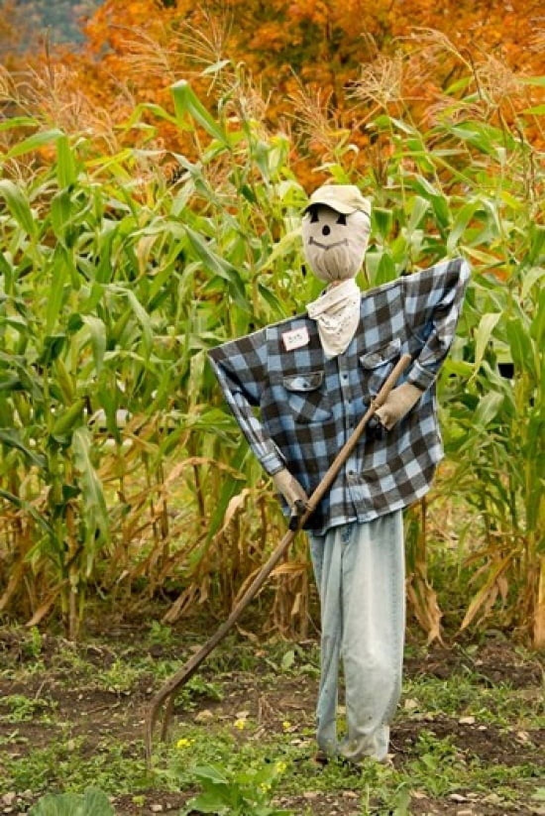 New York Cooperstown Farmers Museum Fall cornfield with scarecrow Canvas Art - Cindy Miller Hopkins DanitaDelimont (24 x 36)