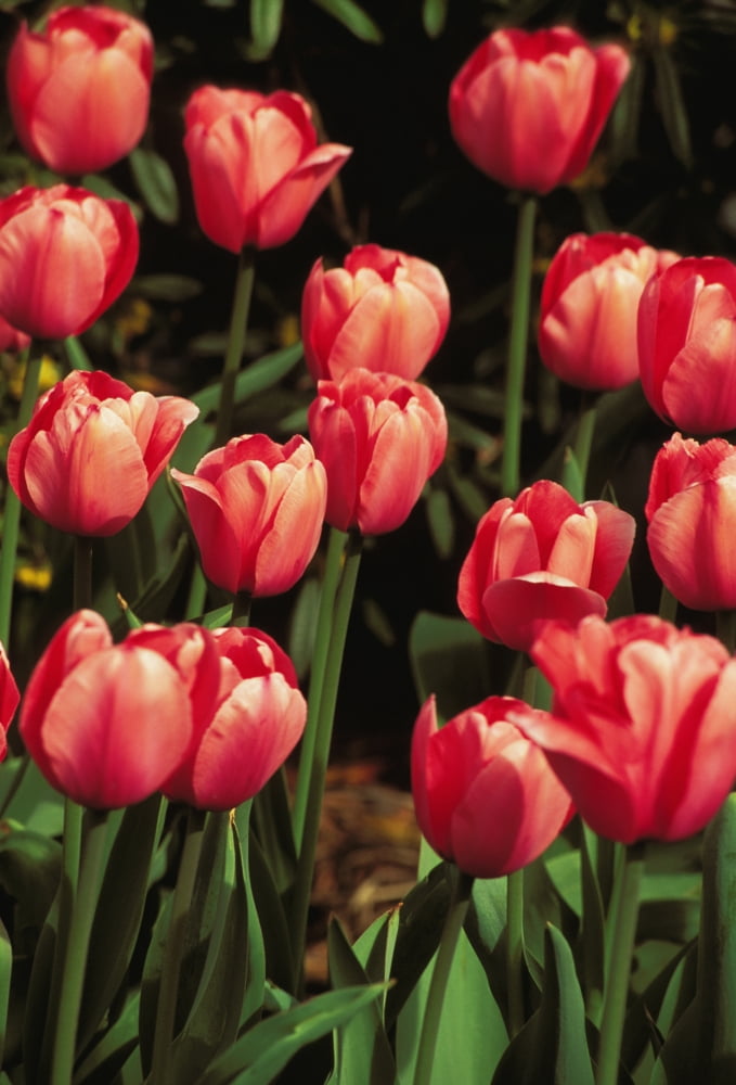 New York Tulips Canvas Art - Allan Seiden Design Pics (12 x 18)