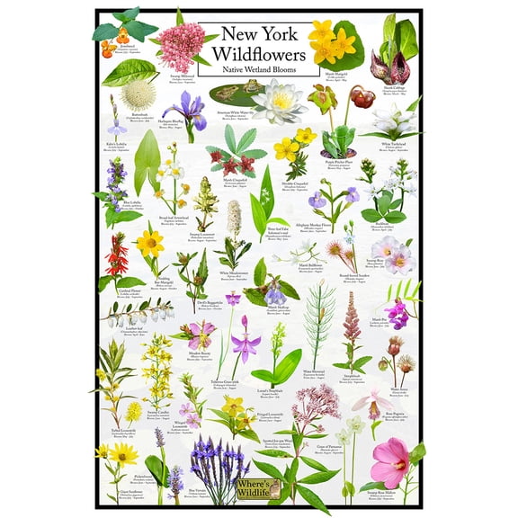 New York Wildflowers Poster - Native Wetland Blooms - Educational Science Chart of Arkansas Flowers