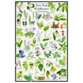 thumbnail image 1 of New York Wildflowers Poster - Native Woodland Blooms - Educational Science Chart of New York Flowers, 1 of 5
