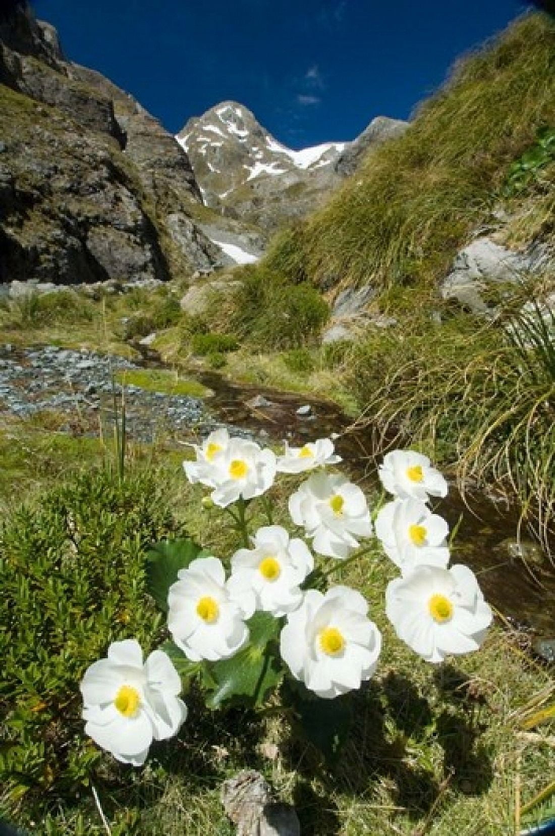 New Zealand Arthurs Pass Mountain buttercup flower Canvas Art - Fredrik Norrsell DanitaDelimont (24 x 36)