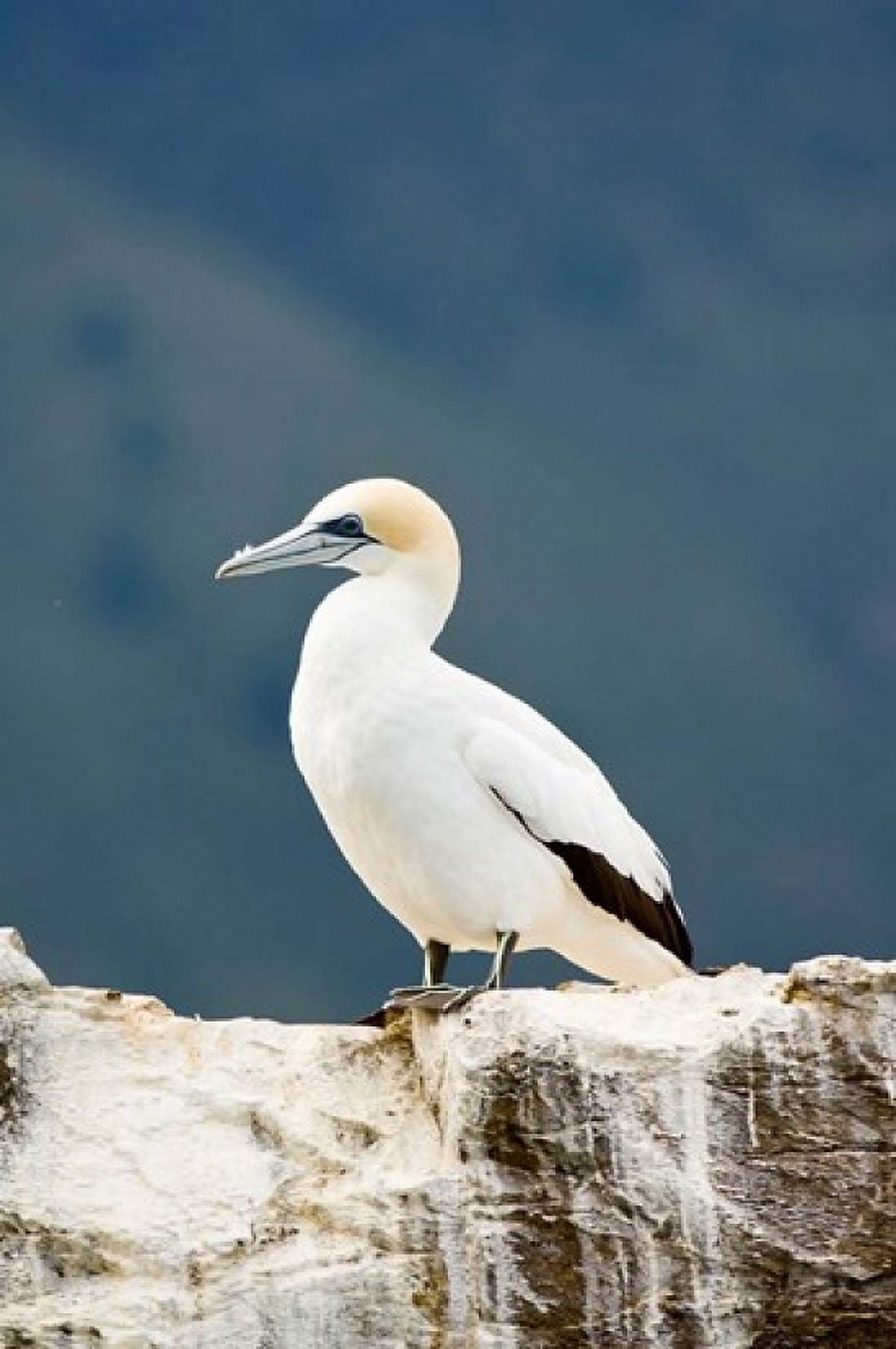 New Zealand Australasian gannet tropical bird Canvas Art - Fredrik Norrsell DanitaDelimont (18 x 26)