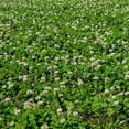 thumbnail image 1 of New Zealand Clover - 5 LB Bulk ~3,750,000 Seeds - Non-GMO, Open Pollinated - Farm & Garden Cover Crop, Ground Cover, Erosion Control Seeds, 1 of 2