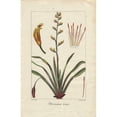 thumbnail image 1 of New Zealand Flax, Phormium Tenax Poster Print By ® Florilegius Mary Evans (24 X 36), 1 of 3