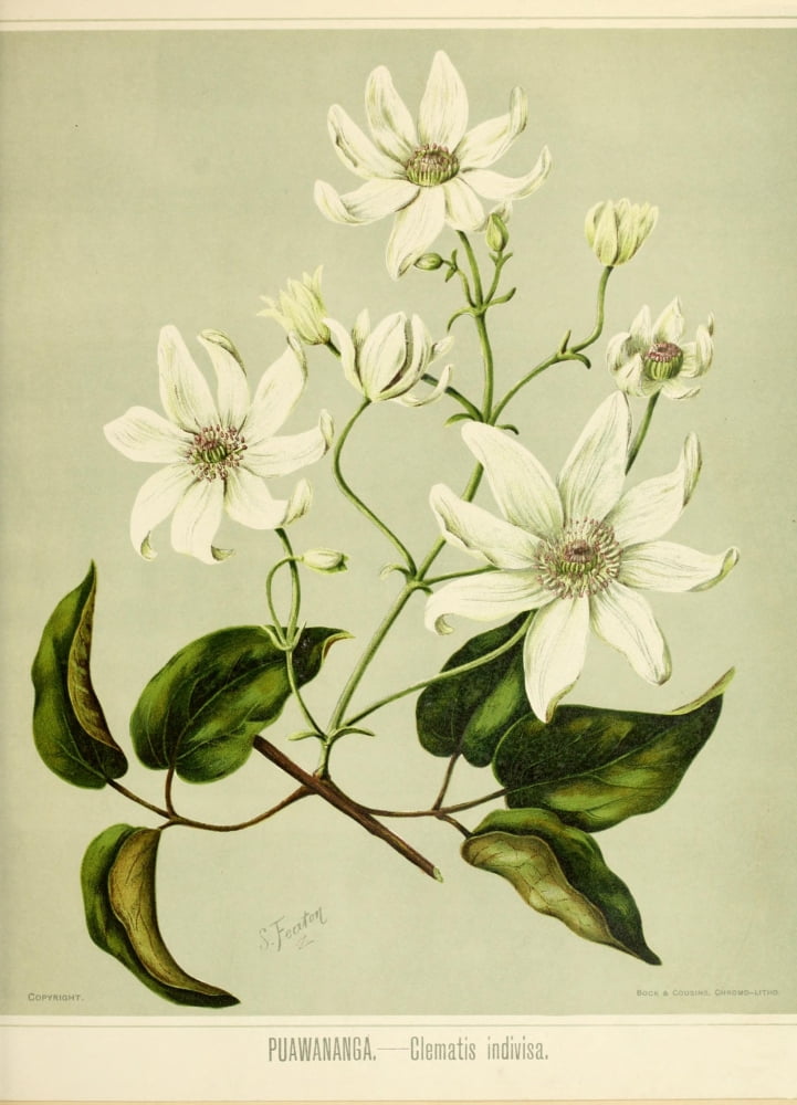 New Zealand Flora 1889 Clematis Indivisa Canvas Art - SA Featon (24 x 36)