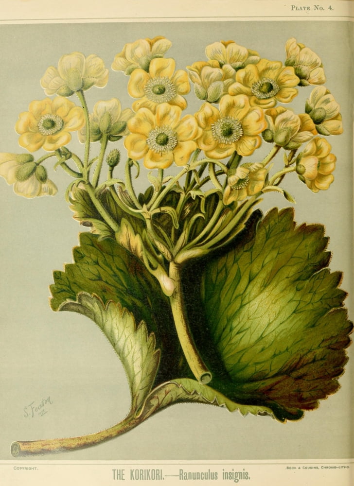 New Zealand Flora 1889 Korikori Canvas Art - SA Featon (24 x 36)