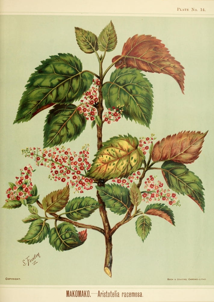 New Zealand Flora 1889 Makomako Canvas Art - SA Featon (18 x 24)
