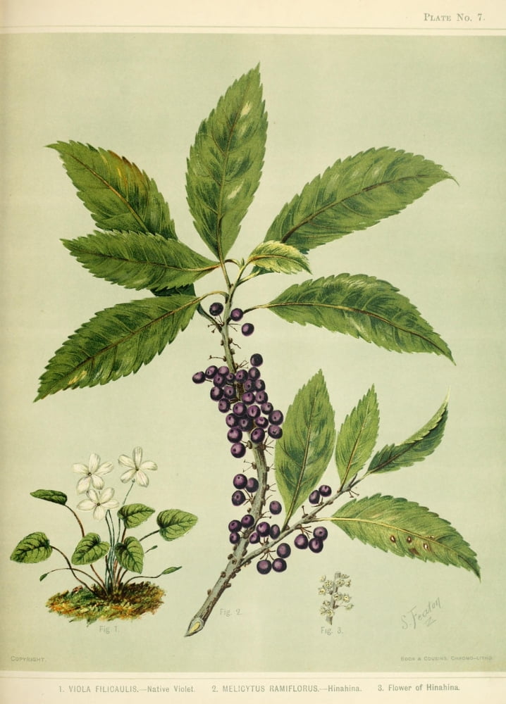 New Zealand Flora 1889 Native Violet et al Canvas Art - SA Featon (24 x 36)