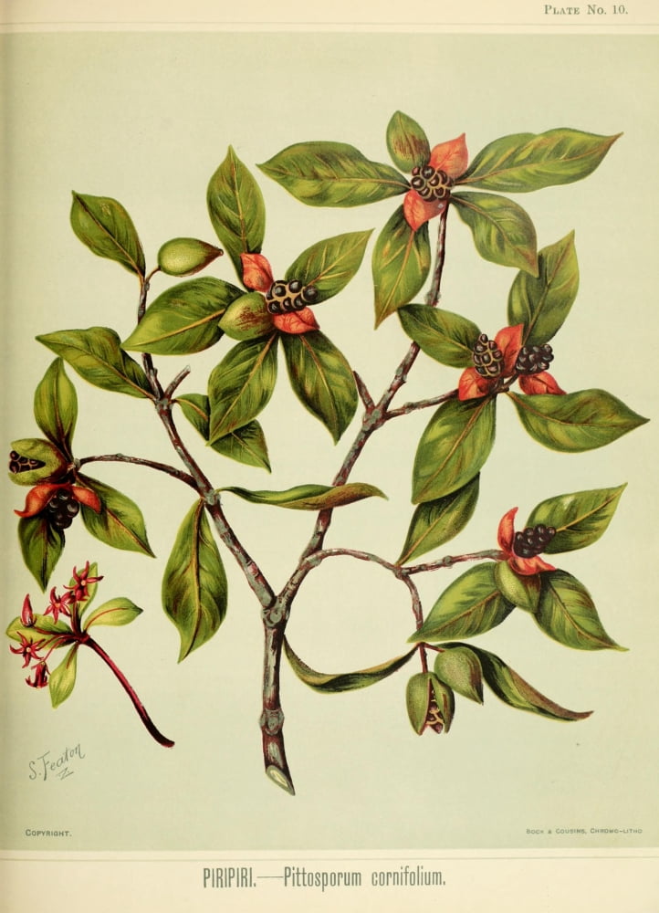New Zealand Flora 1889 Piripiri Canvas Art - SA Featon (18 x 24)