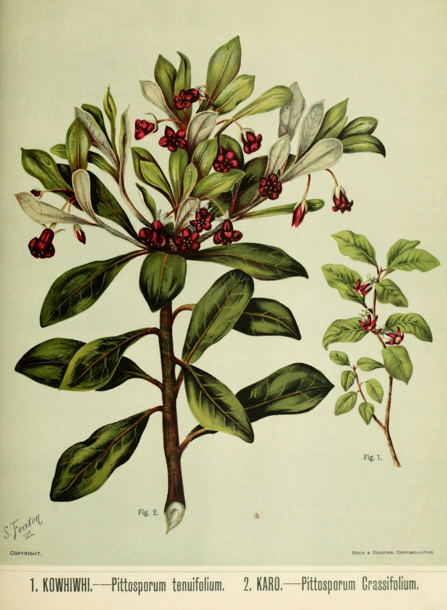 New Zealand Flora 1889 Pittosporum Canvas Art - SA Featon (18 x 24)