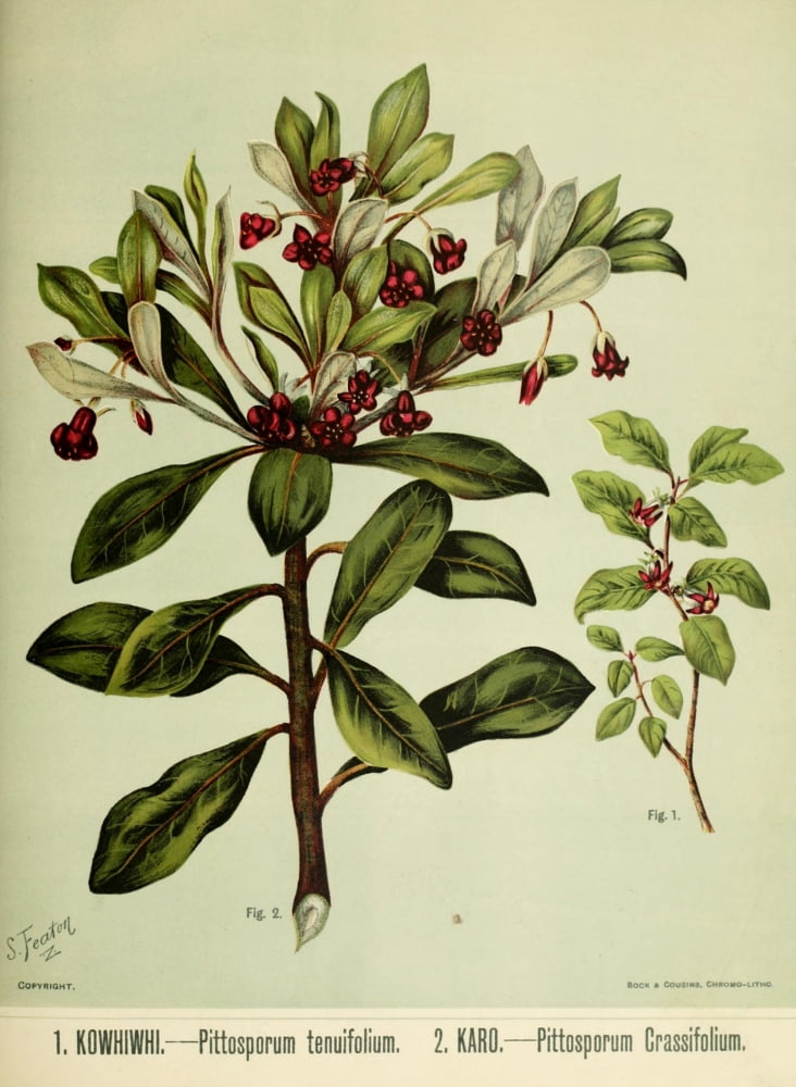 New Zealand Flora 1889 Pittosporum Canvas Art - SA Featon (24 x 36)