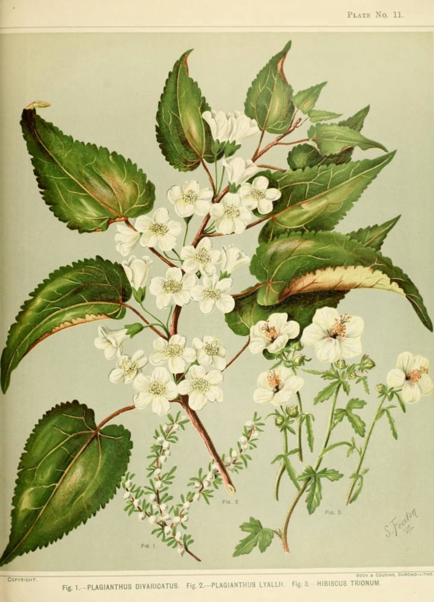 New Zealand Flora 1889 Plagianthus Canvas Art - SA Featon (18 x 24)