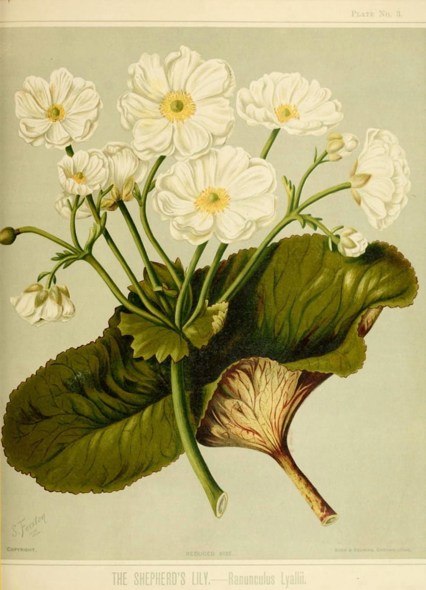 New Zealand Flora 1889 Shepherds Lily Canvas Art - SA Featon (18 x 24)