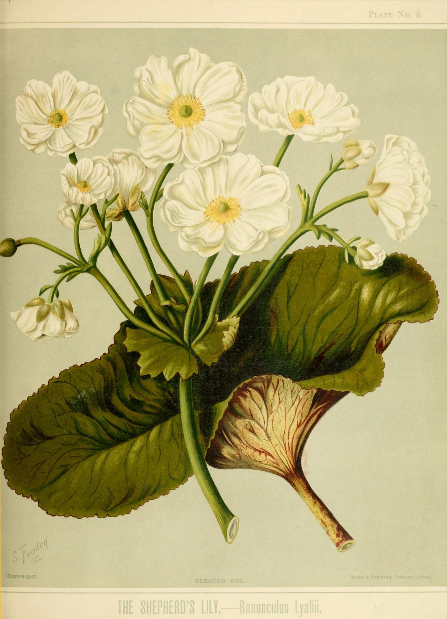 New Zealand Flora 1889 Shepherds Lily Canvas Art - SA Featon (24 x 36)