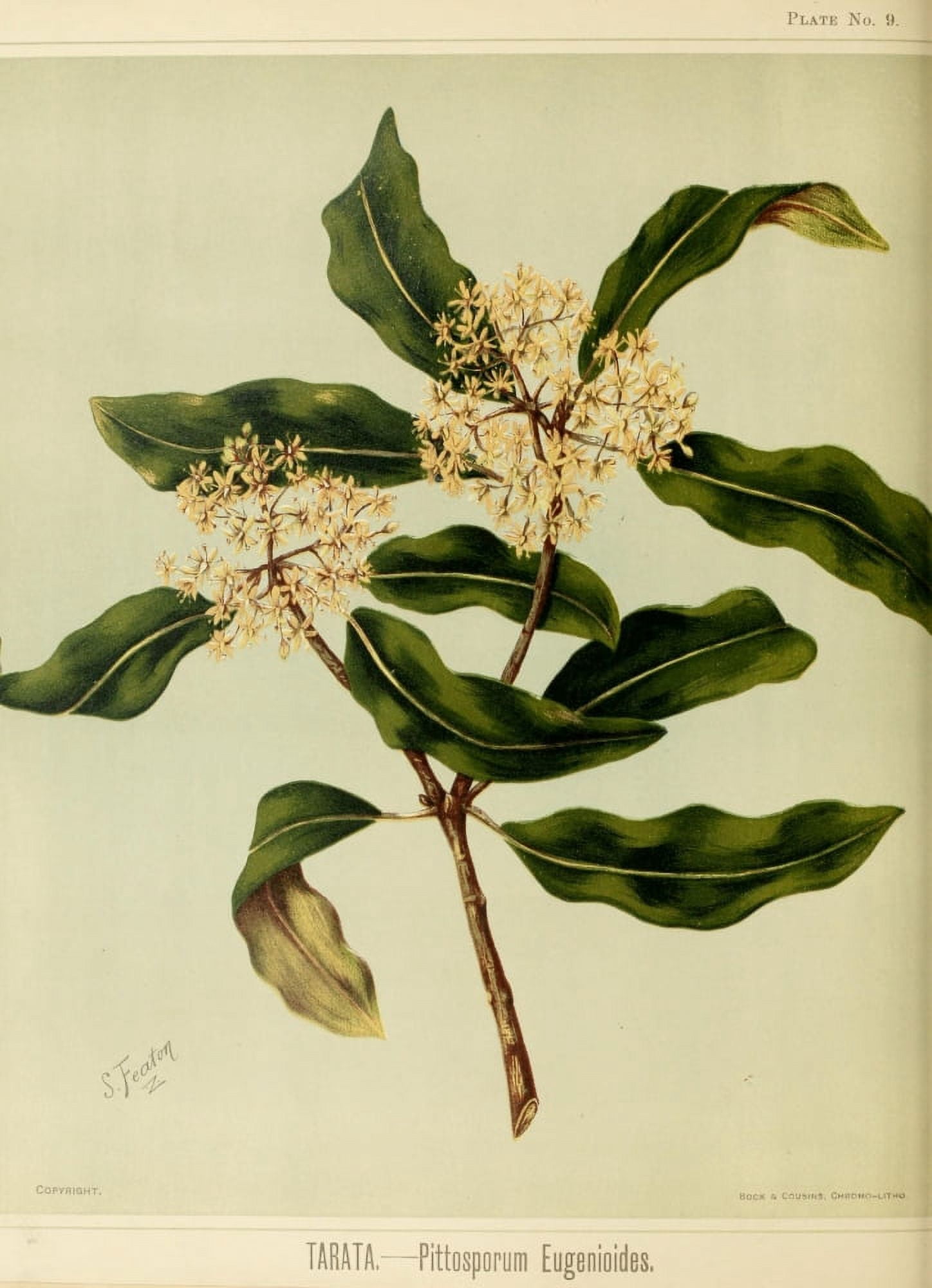 New Zealand Flora 1889 Tarata Canvas Art - SA Featon (18 x 24)