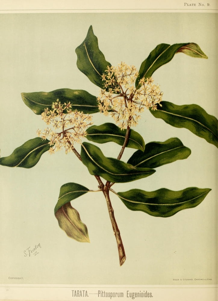 New Zealand Flora 1889 Tarata Canvas Art - SA Featon (24 x 36)