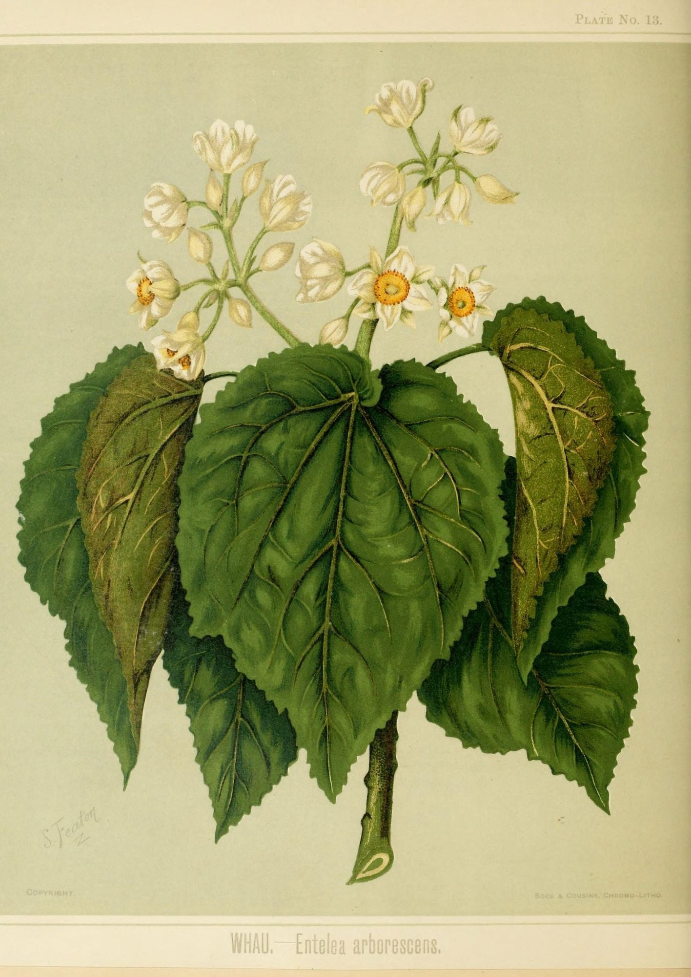 New Zealand Flora 1889 Whau Canvas Art - SA Featon (24 x 36)